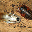 Тараканы Blaberus craniifer (фото #1)