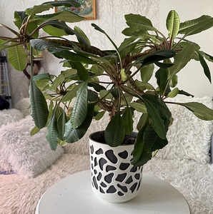 Euphorbia piimalill (3 foto / 5)