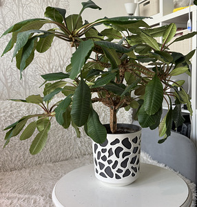 Euphorbia piimalill (4 foto / 5)