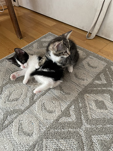 Отдаём котят в добрые руки (5 фото из 10)