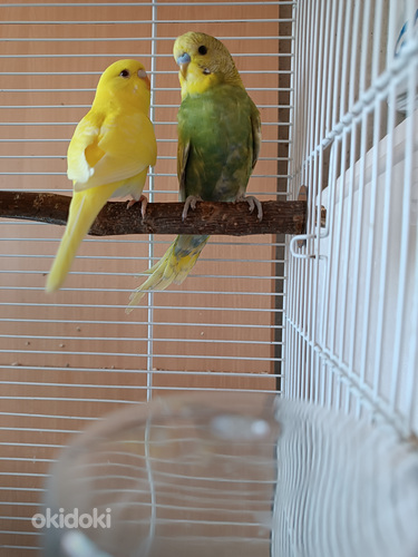 Птенцы Волнистых попугаев. (фото #1)