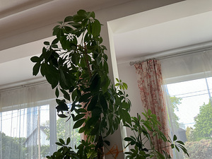 Annan ära šeflera, kalanhoe, aaloe, liaanide ja kloorofüüti (2 foto / 4)
