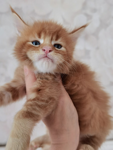 Котята Maine Coon (2 фото из 4)