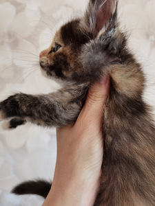 Котята Maine Coon (6 фото из 8)