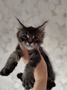 Котята Maine Coon (3 фото из 8)