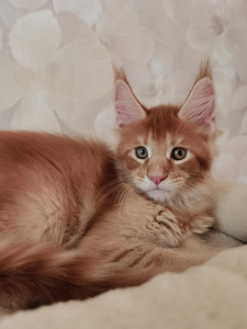 Maine Coon котята (4 фото из 6)