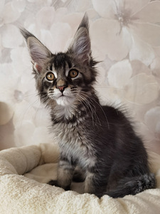Maine Coon котята (3 фото из 6)