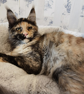 Maine Coon Котята (4 фото из 5)