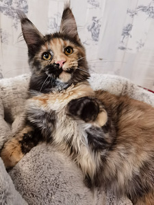 Maine Coon (3 фото из 5)