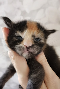 Maine Coon котята (4 фото из 5)