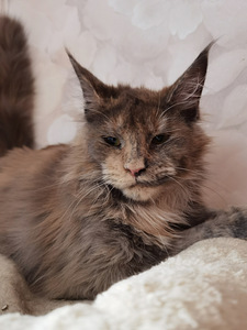 Kassipoeg Maine Coon (1 foto / 4)