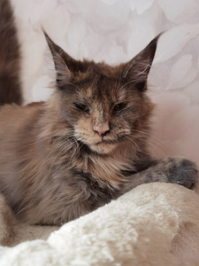 Kassipoeg Maine Coon (3 foto / 4)