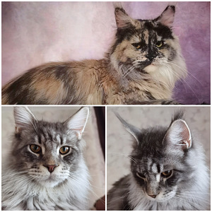 Maine Coon kassipojad (2 foto / 2)