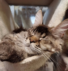 Maine Coon emane