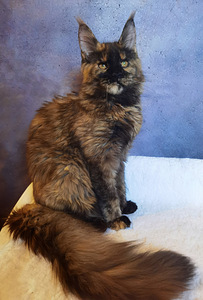 Maine Coon kassipojad (1 foto / 4)