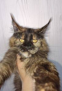 Maine Coon kassipojad (2 foto / 4)