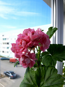 Pelargon Anita (4 foto / 4)