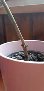Домашний цветок, Tetrastigma voinierianum (5 фото из 5)
