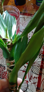 Draakonipuu Fragrans (2 foto / 5)