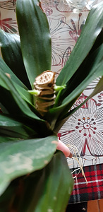 Draakonipuu Fragrans (4 foto / 5)