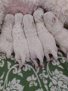 Bichon Frise kutsikad (3 foto / 8)