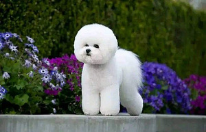 Bichon Frise kutsikad (5 foto / 8)