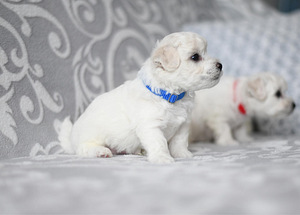 Bichon Frise kutsikad (6 foto / 8)