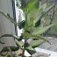 Растение.отростки каланхое-лекарственное (фото #1)