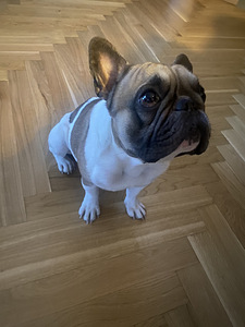 Prantsuse buldog otsib pruuti. (2 foto / 3)