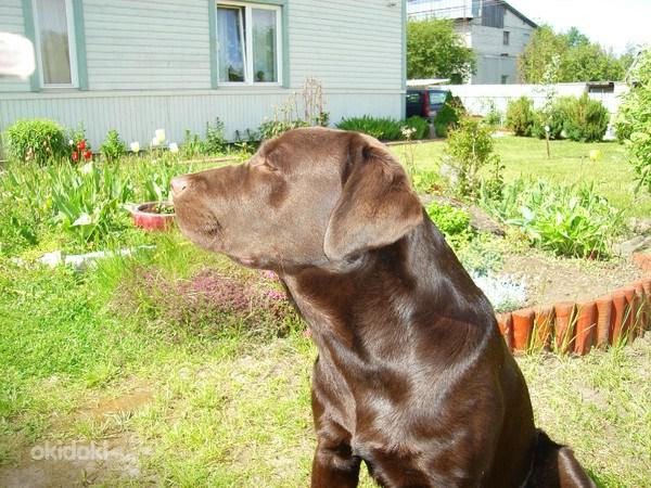 Labrador otsib pruuti (foto #1)
