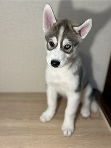 Siberi husky kutsikad (2 foto / 9)