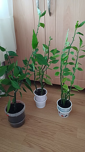 Цветы домашние (4 фото из 9)