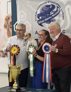 Jack Russelli otsib pruuti (4 foto / 5)