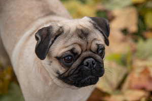 Mops (3 foto / 4)