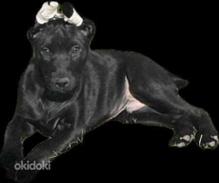 Голая Перуанская собака (фото #2)