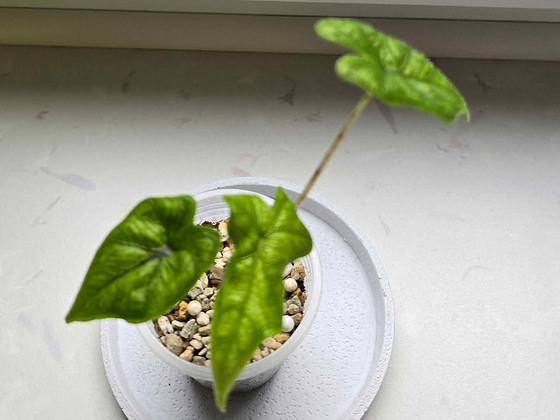 Toalilled - Alocasia 2tk.