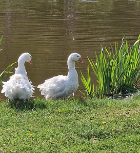 Müüa Sevastoopoli hanepaar (1 foto / 3)