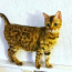 Молодая бенгальская кошка (фото #2)