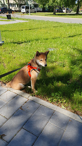Shiba inu ootab peigmeest (3 foto / 5)