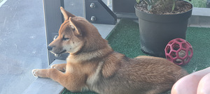 Shiba (3 фото из 3)