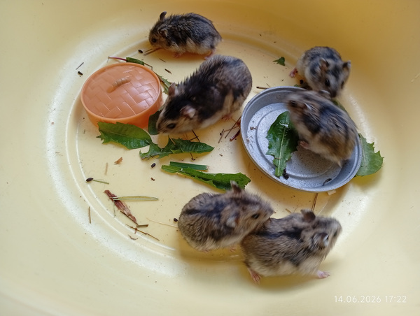 Džungaaria hamster