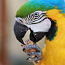 Ара попугай (фото #1)