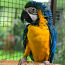 Ara papagoi (foto #2)
