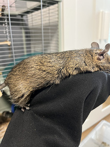 Degu (deegu/ Tšiili oravad) (1 foto / 8)