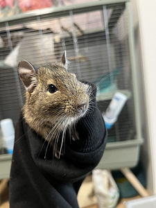 Degu (deegu/ Tšiili oravad) (2 foto / 8)