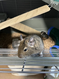 Degu (deegu/ Tšiili oravad) (3 foto / 8)
