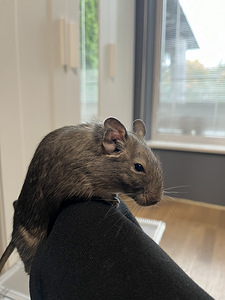 Degu (deegu/ Tšiili oravad) (5 foto / 8)