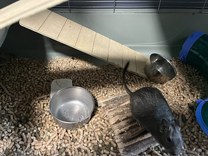 Degu (deegu/ Tšiili oravad) (8 foto / 8)
