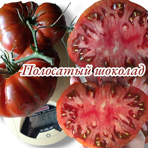 Семена томатов (1 фото из 10)