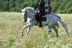 HALL RUUN, SÜNDINUD 2015, HISPANIAS, CRUZADO. (2 foto / 10)